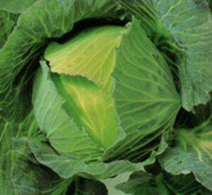 YR�~�܂��� 5�痱�i�R�[�gL�j �L���x�c F1 �����̎�� �y�����̎�� �� ���� �^�l �z�y�ʏ�5�{ 5�̂����̓|�C���g10�{�z