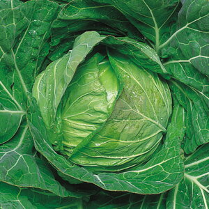 T[gbv 5痱iR[gLj Lxc F1 ̎ y̎   ^l zyʏ5{ 5̂̓|Cg10{z