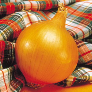  10g ʂ˂ ܂˂ ʔK ^}lM F1 ̎ y̎   ^l zyʏ5{ 5̂̓|Cg10{z