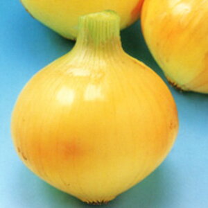 ͂2 100g ʂ˂ ܂˂ ʔK ^}lM ̎ y̎   ^l zyʏ5{ 5̂̓|Cg10{z