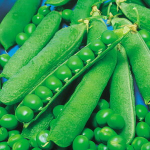 vĖL 1l ₦ǂ TGhE 氓 ̎ y̎   ^l zyʏ5{ 5̂̓|Cg10{z