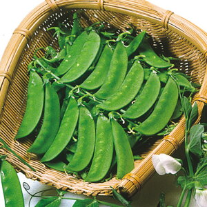 Ђ̂Ɍ 1l ₦ǂ TGhE 氓 ̎ y̎   ^l zyʏ5{ 5̂̓|Cg10{z