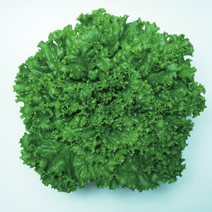 t@V[O[ 20ml ^X ̎ y̎   ^l zyʏ5{ 5̂̓|Cg10{z