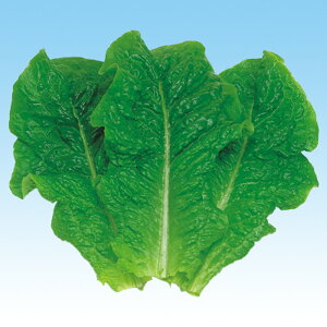 Jr[O[ 5痱iR[gLj ^X ̎ y̎   ^l zyʏ5{ 5̂̓|Cg10{z