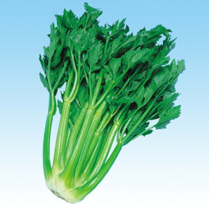 CG[LO 20ml Z[ Z ̎ y̎   ^l zyʏ5{ 5̂̓|Cg10{z