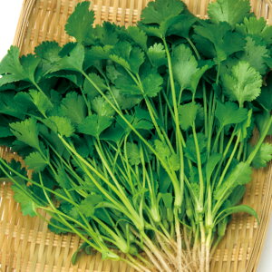 RA_[iӒnj 1l pN`[ F1 ̎ y̎   ^l zyʏ5{ 5̂̓|Cg10{z