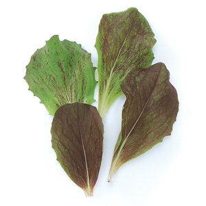 `R[igrXj 1l xr[[t ̎ y̎   ^l zyʏ5{ 5̂̓|Cg10{z