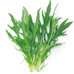 ~Yi 1l xr[[t ̎ y̎   ^l zyʏ5{ 5̂̓|Cg10{z