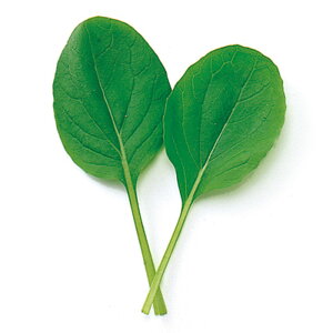 tsmO[ 1l xr[[t F1 ̎ y̎   ^l zyʏ5{ 5̂̓|Cg10{z