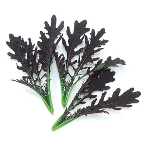 bh炵 1l xr[[t ̎ y̎   ^l zyʏ5{ 5̂̓|Cg10{z