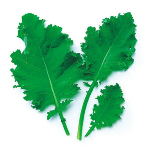 O[P[ 1l xr[[t ̎ y̎   ^l zyʏ5{ 5̂̓|Cg10{z