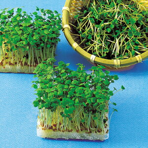 ロケットサラダ(ルッコラ) 1l スプラウト 中原採種場 【中原採種場 種 たね タネ 】【通常5倍 5のつく日はポイント10倍】