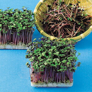 y|Cg5{ 5̂10{zbhLxc 1l XvEg ̎ y̎   ^l z