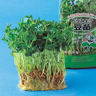 豆苗（とうみょう） 1l スプラウト 中原採種場 【中原採種場 種 たね タネ 】【通常5倍 5のつく日はポイ…