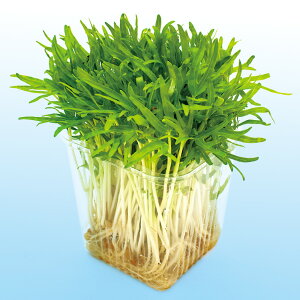 Gc@Ci؁j 1l XvEg ̎ y̎   ^l zyʏ5{ 5̂̓|Cg10{z