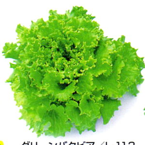 O[o^rA^X@L-113 痱iR[gLj ^X ̎ y̎   ^l zyʏ5{ 5̂̓|Cg10{z