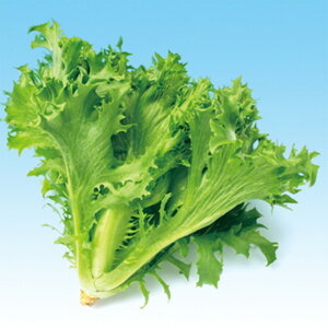 t^X@L-122 5痱iR[gLj ^X ̎ y̎   ^l zyʏ5{ 5̂̓|Cg10{z