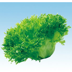 t^X@L-124 5痱iR[gLj ^X ̎ y̎   ^l zyʏ5{ 5̂̓|Cg10{z