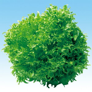 t^X@L-125 5痱iR[gLj ^X ̎ y̎   ^l zyʏ5{ 5̂̓|Cg10{z