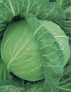  ybg 5000 Lxc mEz y{_ю   ^l zyʏ5{ 5̂̓|Cg10{z