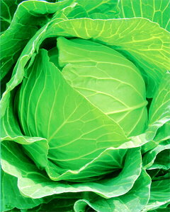 ܂g ybg 5000 Lxc mEz y{_ю   ^l zyʏ5{ 5̂̓|Cg10{z