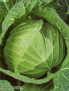 ���ߋg �y���b�g 5000�� �L���x�c �m�E������z �y���{�_�ю� �� ���� �^�l �z�y�ʏ�5�{ 5�̂����̓|�C���g10�{�z