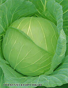 ӐЂ ybg 5000 Lxc mEz y{_ю   ^l zyʏ5{ 5̂̓|Cg10{z