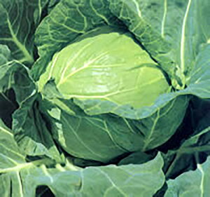 YR ybg 5000 Lxc mEz y{_ю   ^l zyʏ5{ 5̂̓|Cg10{z