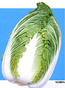 CRNo.100 ybg 5000  nNTC ͂ mEz y{_ю   ^l zyʏ5{ 5̂̓|Cg10{z