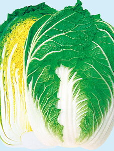 Vz ybg 5000  nNTC ͂ mEz y{_ю   ^l zyʏ5{ 5̂̓|Cg10{z