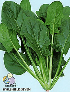 V[h7(Zu) 3M ق @@ zE\E ق񂻂 mEz y{_ю   ^l zyʏ5{ 5̂̓|Cg10{z