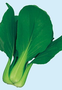 G() ybg 5000 [ `Q `QTC 񂰂񂳂 mEz y{_ю   ^l zyʏ5{ 5̂̓|Cg10{z