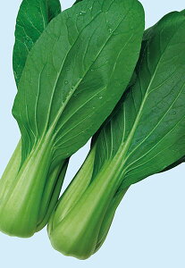 ^[(嗴) ybg 5000 [ `Q `QTC 񂰂񂳂 mEz y{_ю   ^l zyʏ5{ 5̂̓|Cg10{z