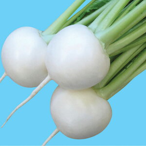 CR ybg 5000  Ju  mEz y{_ю   ^l zyʏ5{ 5̂̓|Cg10{z