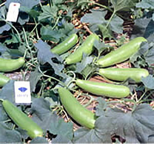 ݂ǂ L_lFC 100 Z E  mEz y{_ю   ^l zyʏ5{ 5̂̓|Cg10{z