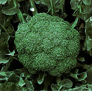 N-157 10ml �u���b�R���[�y���̎�� �� ���� �^�l �z�y�ʏ�5�{ 5�̂����̓|�C���g10�{�z