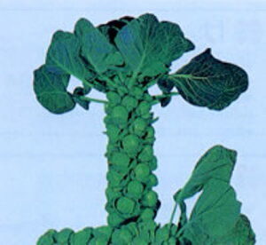 NX^[(Lxc) 2500 Lxcy̎   ^l zyʏ5{ 5̂̓|Cg10{z