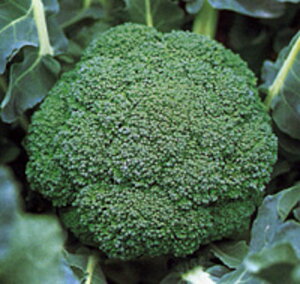 R[gq N-85 L5(5000) ubR[y̎   ^l zyʏ5{ 5̂̓|Cg10{z