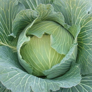 R[gq ӂ䂽 L5(5000) Lxcy̎   ^l zyʏ5{ 5̂̓|Cg10{z