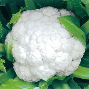 �R�[�g��q �܂茎 L5(5000��) �J���t�����[�y���̎�� �� ���� �^�l �z�y�ʏ�5�{ 5�̂����̓|�C���g10�{�z