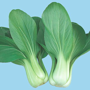 R[gq đoq L5(5000) [ `Q `QTC 񂰂񂳂y̎   ^l zyʏ5{ 5̂̓|Cg10{z