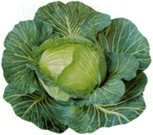 R[gq ͂܂ǂ L5(5000) Lxcy̎   ^l zyʏ5{ 5̂̓|Cg10{z