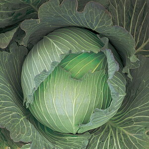 R[gq ~̂ڂ L5(5000) Lxcy̎   ^l zyʏ5{ 5̂̓|Cg10{z