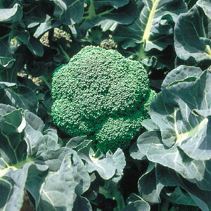 R[gq ӗ99 L5(5000) ubR[y̎   ^l zyʏ5{ 5̂̓|Cg10{z