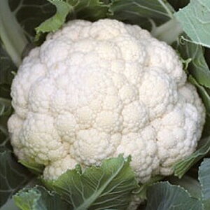 R[gq ؑ] L5(5000) Jt[y̎   ^l zyʏ5{ 5̂̓|Cg10{z