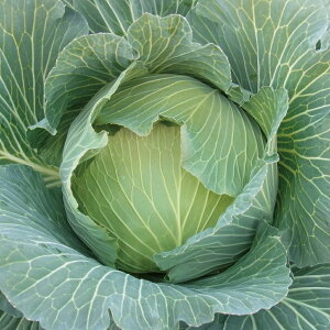 ӂ䂽 2500 Lxcy̎   ^l zyʏ5{ 5̂̓|Cg10{z