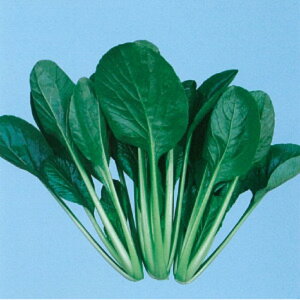 ܂Ȃ 2dl  R}ci ܂ȁy̎   ^l zyʏ5{ 5̂̓|Cg10{z