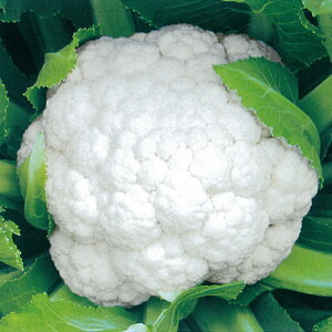 ܂茎 2500 Jt[y̎   ^l zyʏ5{ 5̂̓|Cg10{z