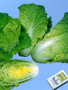 ^TC 10ml  nNTC ͂y̎   ^l zyʏ5{ 5̂̓|Cg10{z