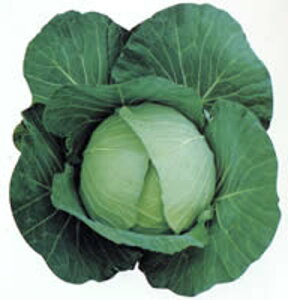 Ă̂ 20ml Lxcy̎   ^l zyʏ5{ 5̂̓|Cg10{z